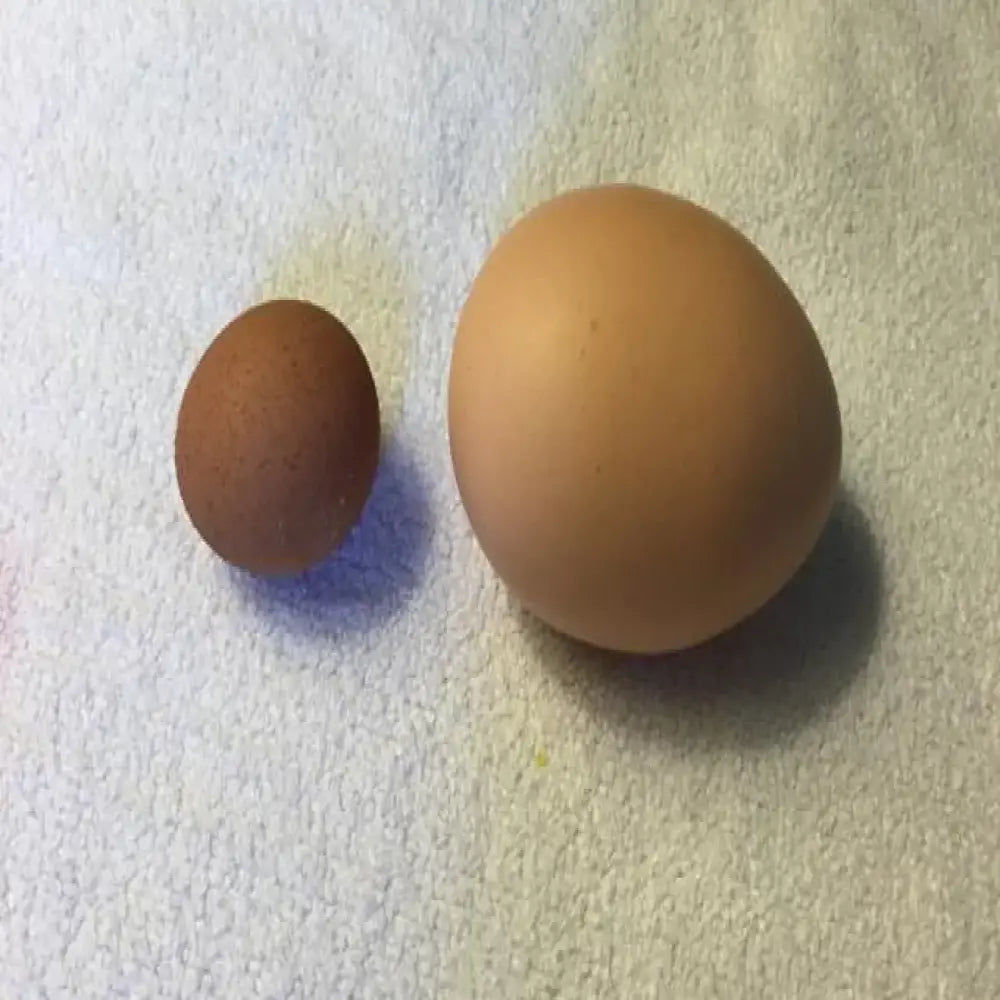 HOLLYFIELDS BROWN SMALL EGGS