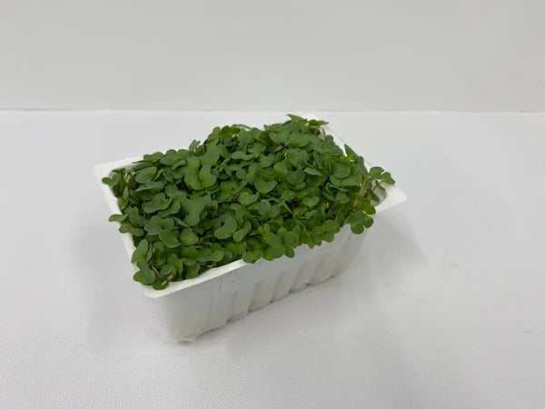 SALAD CRESS
