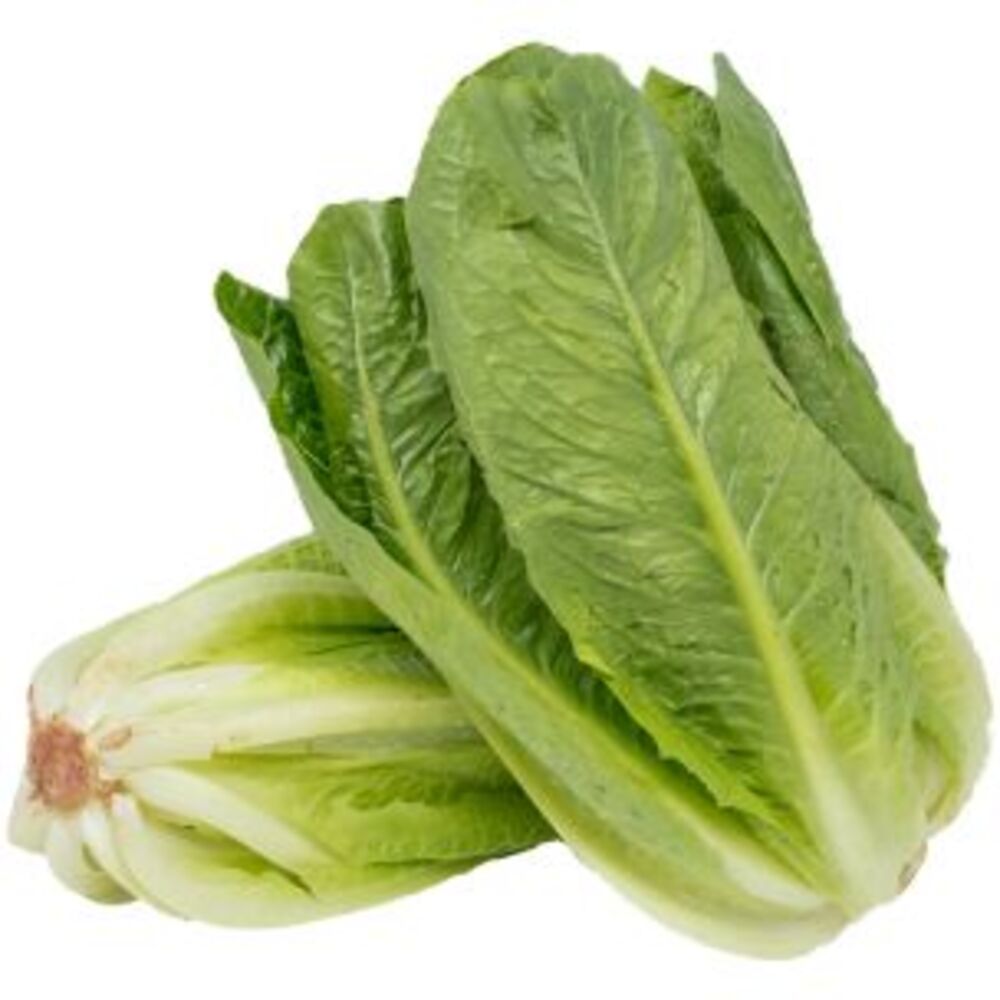 COS (ROMAINE) LETTUCE (10-12)