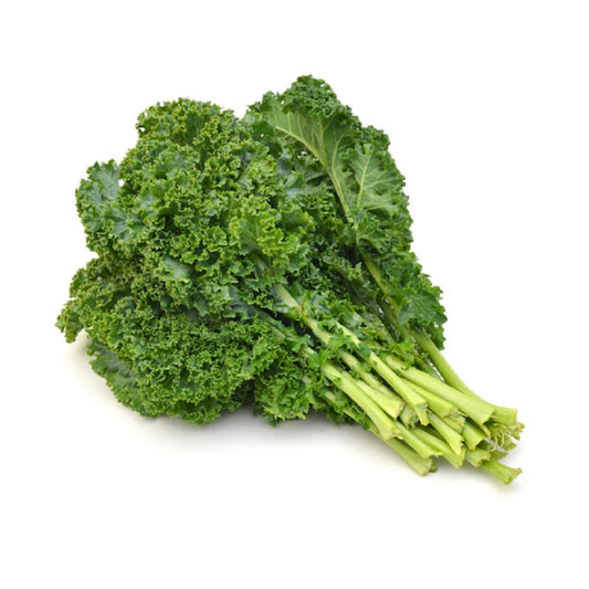 CURLY KALE (CURLY LETTUCE) (KIVIRCIK)