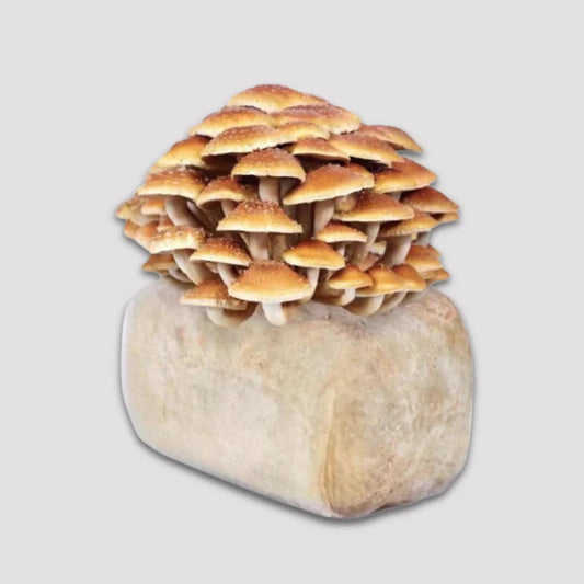 Chestnut Mushroom 2.5kg