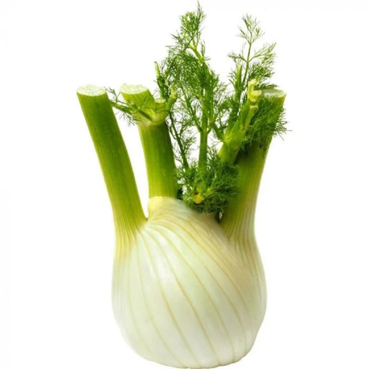 FRESH Fennel