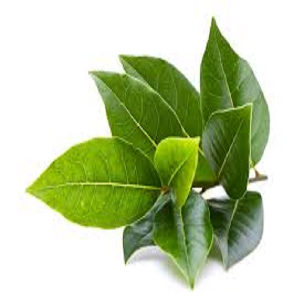 FRESH HERBS BAY LEAVES