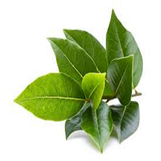 FRESH HERBS BAY LEAVES