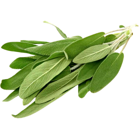 FRESH HERBS SAGE 10x50g