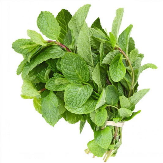 FRESH MINT BUNCHES
