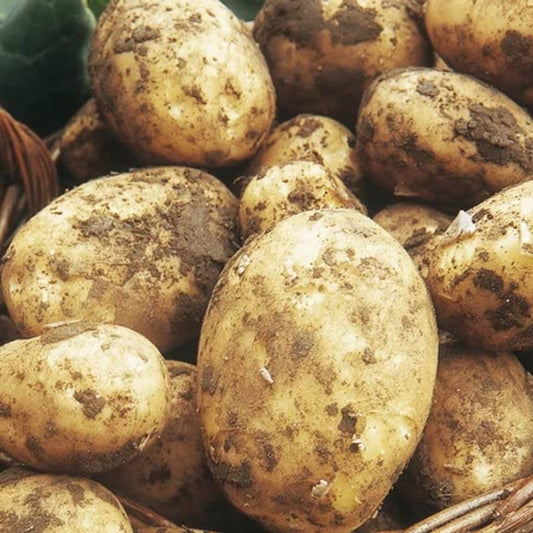 MARTIN WILLS POTATO FRYERS 25KG
