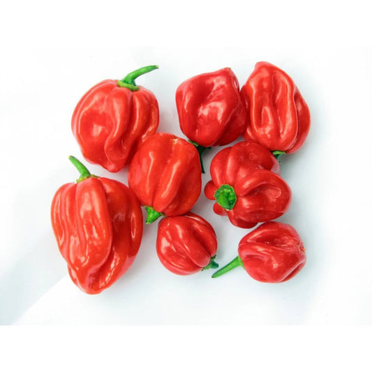 SCOTCH BONNET PEPPERS 4KG