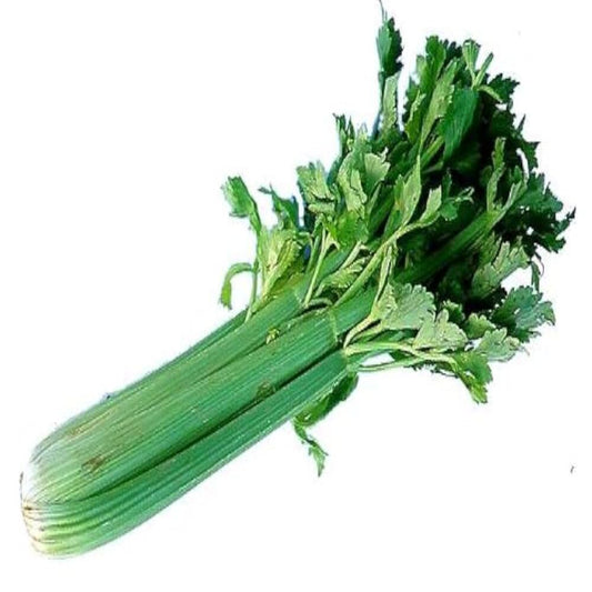 SHORT CELERY 12 PIECES